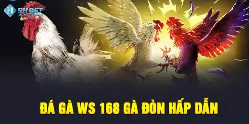 Ws168 đá gà - Sân chơi chọi kê tuyệt đỉnh